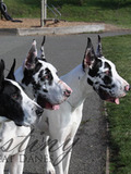 Maxine's Three dogs